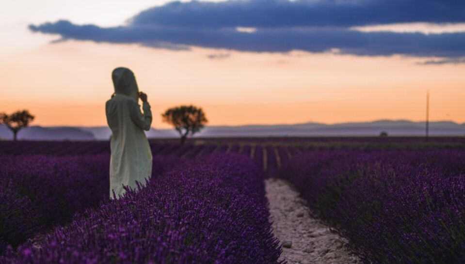 Lavender fields in Provence